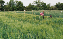 Züchtung auf dem Dottenfelderhof Bild: Menschen in einem Getreidefeld
